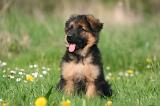 BERGER ALLEMAND 1364